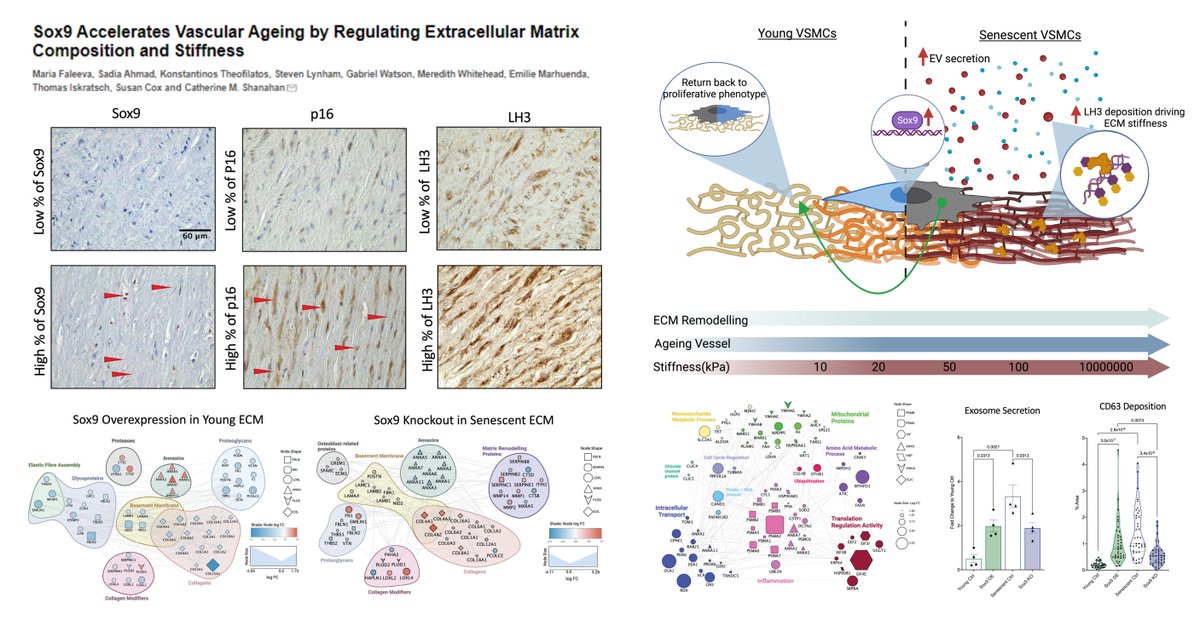 #ExtraCellularMatrix #ArterialAging Sox9

#SmoothMuscleCell Sox9➡️#ExtracellularVesicle (PLOD3)➡️ECM Stiffness➡️SMC #Senescence & likely #ArterialStiffening

+A feedforward loop
Senscence+#MatrixStiffness⏫Sox9 expression & nucleation

Senescent #SmoothMuscleCell, when seeded on…