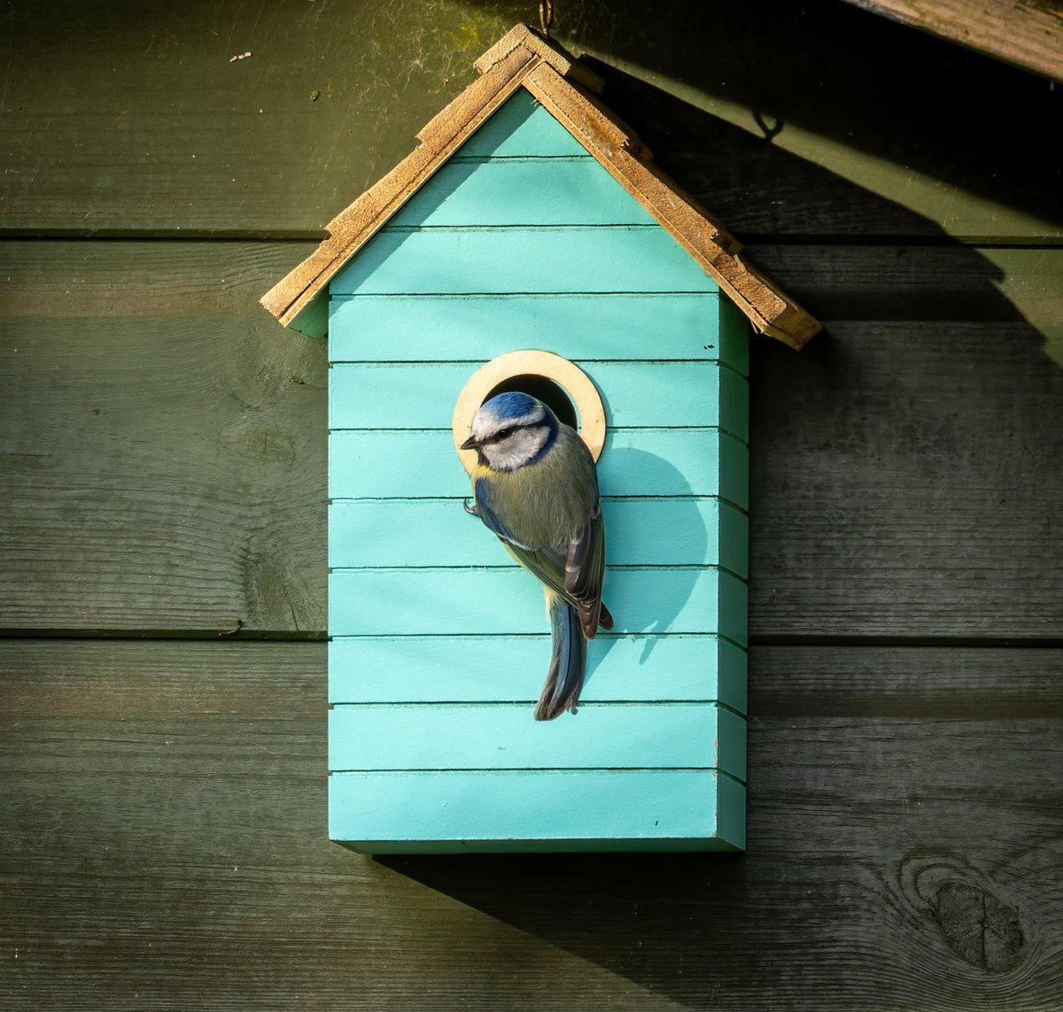 This morning we had a pair of Blue Tit's checking out one of our nest boxes in the garden #WildCardiffHour Fingers crossed that they move in 🤞 #TwitterNatureCommunity #TwitterNaturePhotography #BirdsSeenIn2024 #BirdsOfTwitter #birdphotography