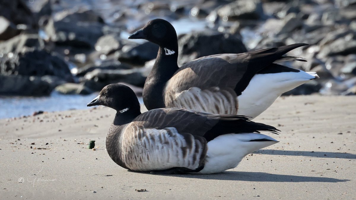 Brent Geese, Ballycotton Bay. Soon they'll be leaving us for their breeding grounds in Canada, high above the Arctic Circle.