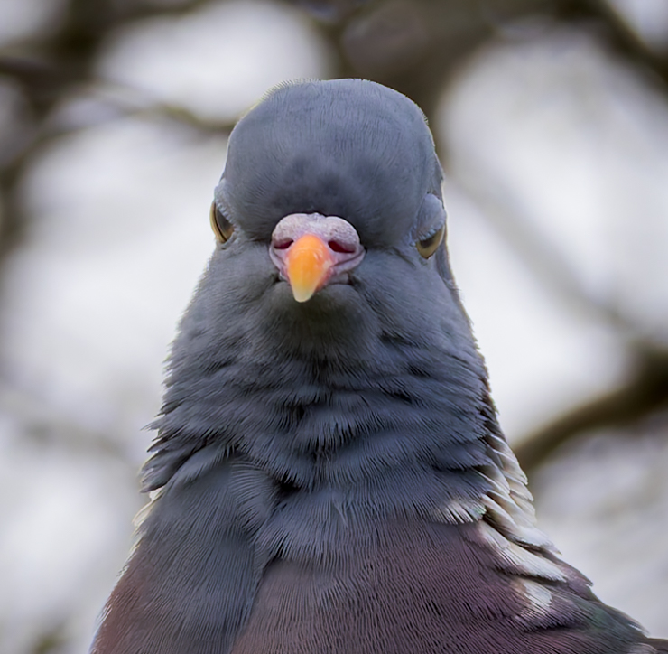 Lastly for this weeks #WildCardiffHour a rather disappointed Wood Pigeon ~ probably fed up with the weather like the rest of us 😉 #TwitterNatureCommunity #BirdsOfTwitter #BirdsSeenIn2024 #birdphotography