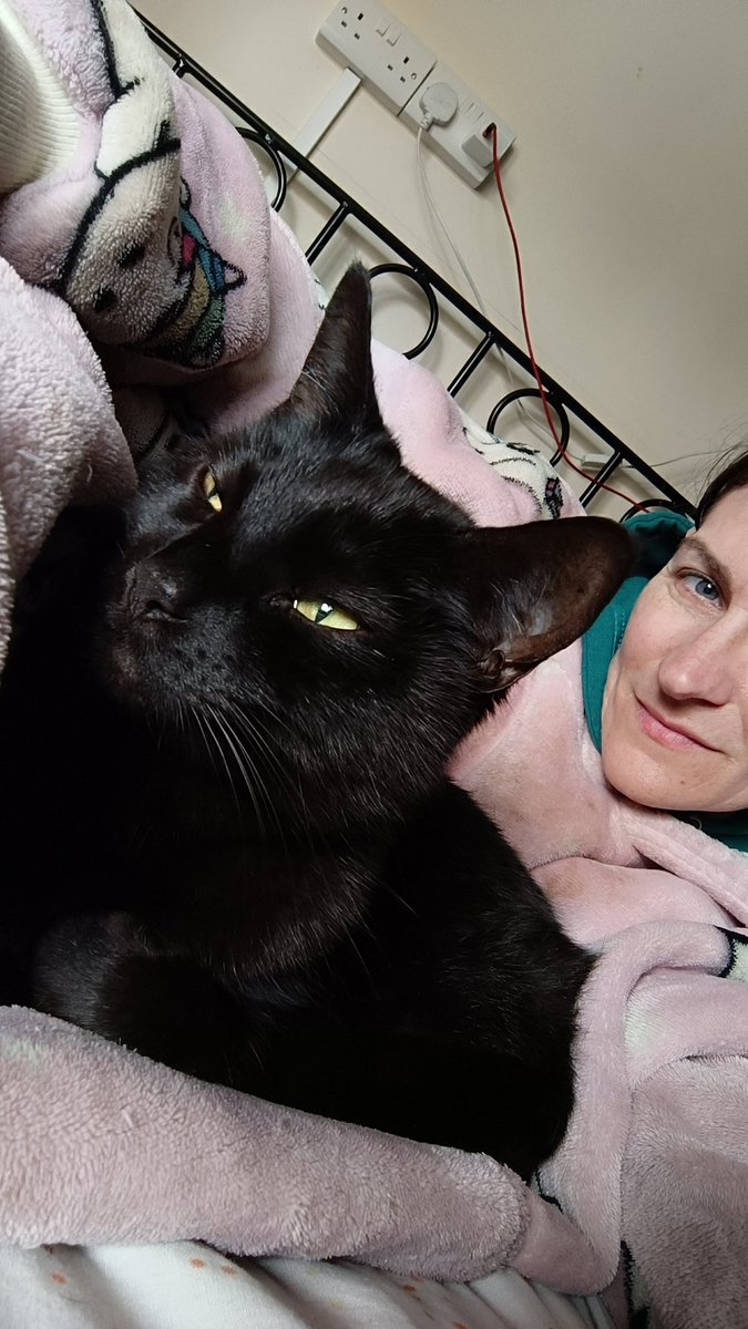 ScarletImpress1's tweet photo. @Stamptasticltd My usual position during #SBSWinnersHour, something about wanting to be between me and the screen. #PetsOfSBS https://t.co/1n7EFLVoA5