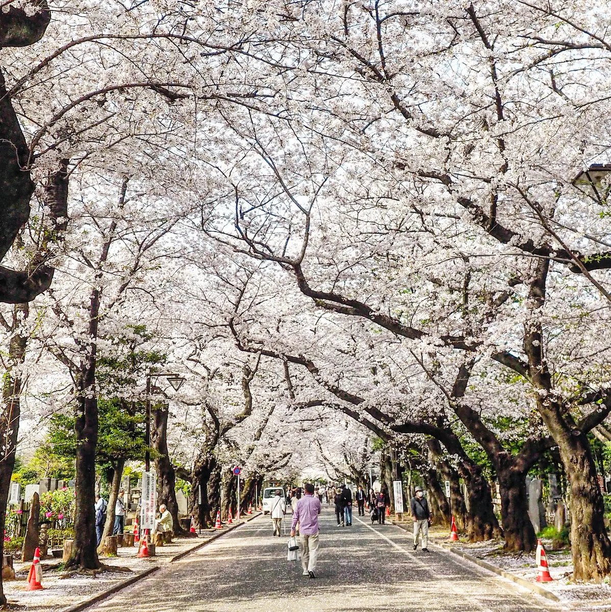 Tokyo

______

#tlpicks #lonelyplanet #bbctravel #cntraveler #pgdaily #watchthisinstagood #ptk_japan #explorejpn #hellofrom #flower
#tokyo #flowers #traveljapan
#tokyolife #nippon #japantravel #asia #sakura #discovertokyo #さくら #japan #visitjapan #explorejapan #cherryblossom