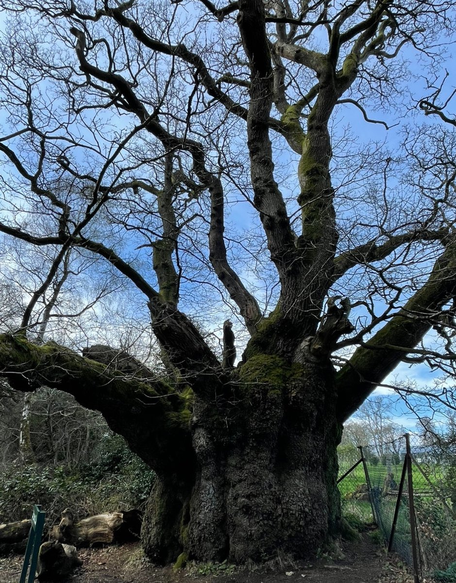 These fantastic and beautiful old #oaks are two of many that stand in the Savernake #Forest and hopefully will for many more years. The largest below is approx 1150 years #old
💚🌳Still standing strong🌳💚
#treeclub #EnglishOak 🥰