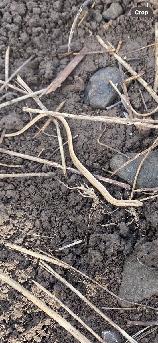 JDotCurran's tweet photo. We found a family of slow worms in the allotment yesterday. This is a baby one (I think) #wildcardiffhour https://t.co/MmbWjP7z2Y