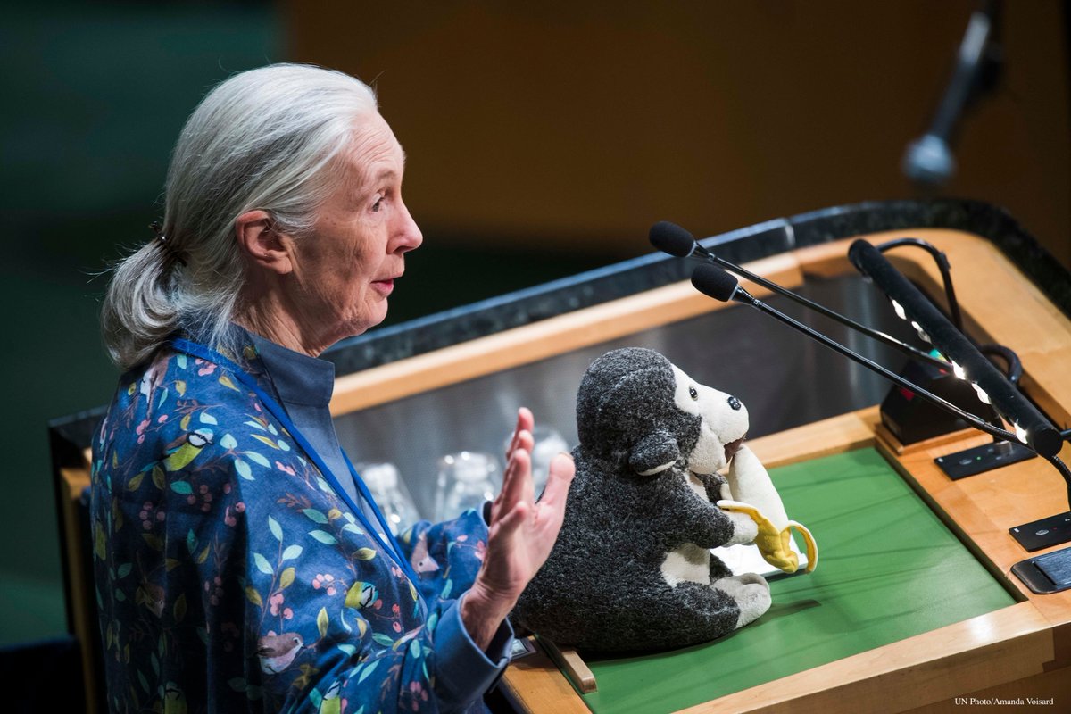 Happy birthday to our UN Messenger of Peace Jane Goodall (@janegoodallinst), and thank you for your tireless commitment to protecting the environment! un.org/en/messengers-…