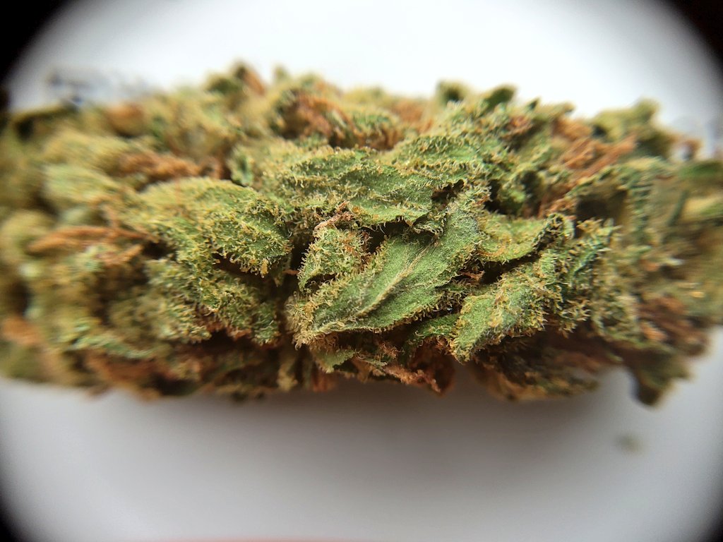 VOC Nederland tweet media