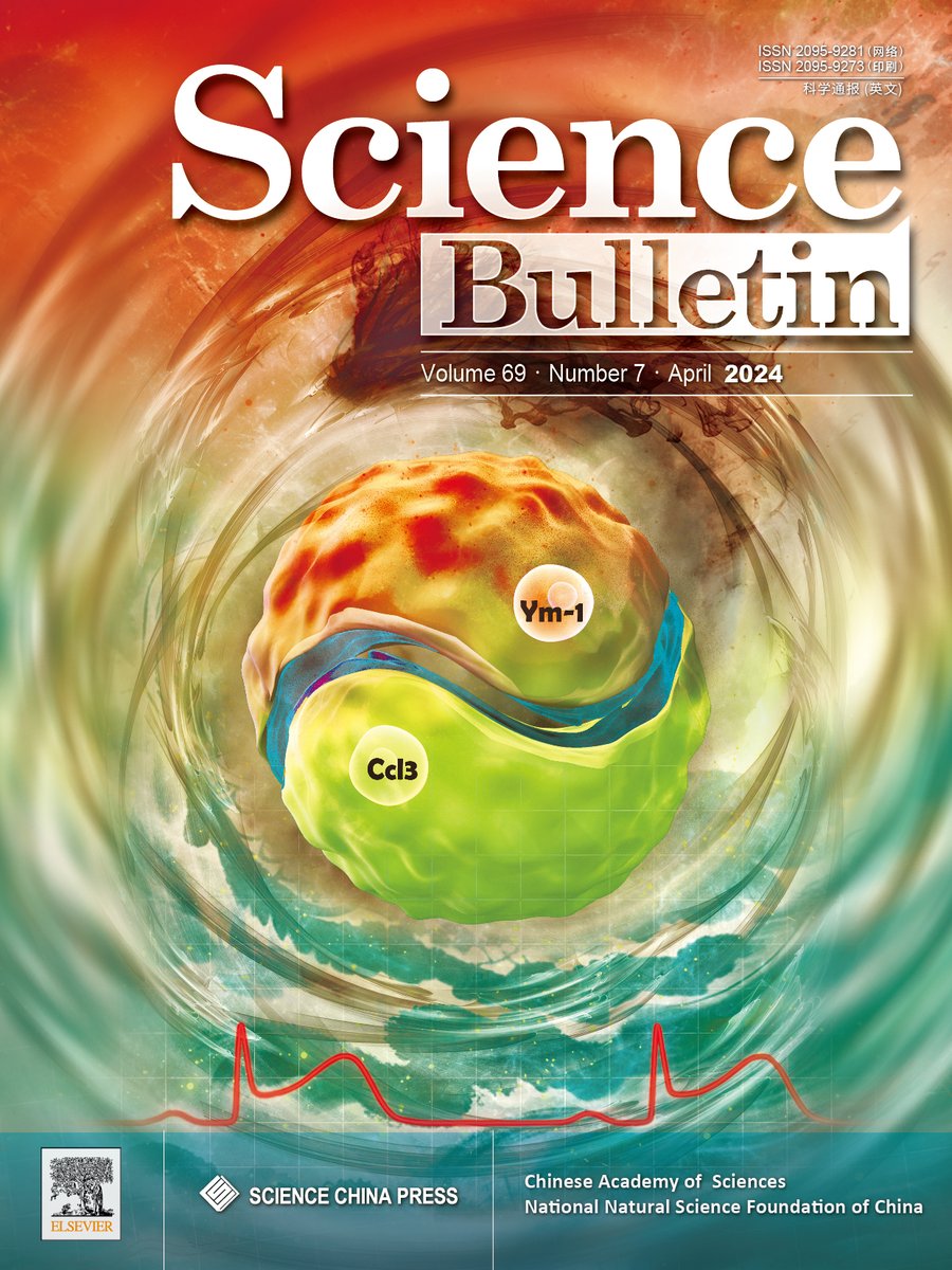 Sci. Bull. Vol. 69, Issue 7 is ONLINE!  sciencedirect.com/journal/scienc… 
🔽The opposite function of neutrophil subsets during reperfusion injury is similar to Yin and Yang, dominating the alteration of subsequent cardiac immune responses.
@ElsevierEnergy @ElsevierPhysics @ELSchemistry