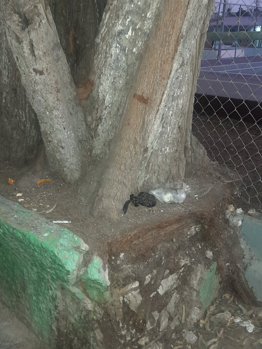 sweetadicc's tweet photo. Los vecinos de quinto sol solicitamos al gobierno de @Ecatepec y a  @FerVilchisMx atención para el mantenimiento y limpieza del deportivo quinto sol y sus alrededores, los niños no pueden jugar por el olor a basura y perro muerto.  #Comunidad #CuartaTransformacion https://t.co/2rShAvkdj1