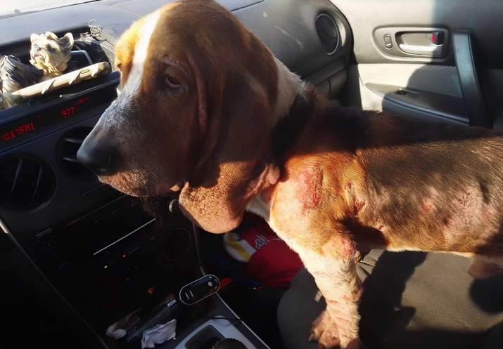 JorgeJaime_1's tweet photo. Otra historia de otro perrito rescatado de la calle con mucha  sarna sando  y dando en adopción a un buen hogar solo te pido que me apoyes para poder seguir adelante ayudando a mas perritos sin tu apoyo nada se podría hacer 🙏 mis datos en mi perfil con lo que gustes 🙏🐕 https://t.co/CKPRBowE6g