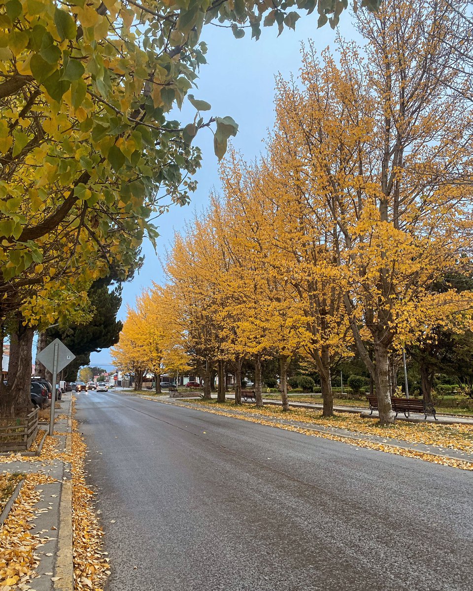 Hermosos colores nos trae el otoño a Puerto Natales 

#PNT 

Taiwan