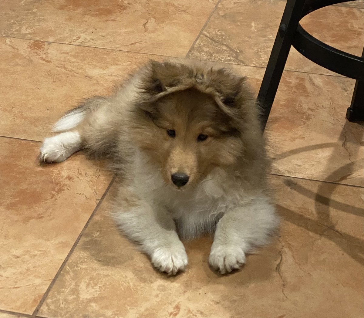 I survived my 12 week shot that mom gave me yesterday. I even got extra snacks because mom said I was very good! Love, baby Kai ❤️🐾❤️ #dogsofX #sheltie #puppylove