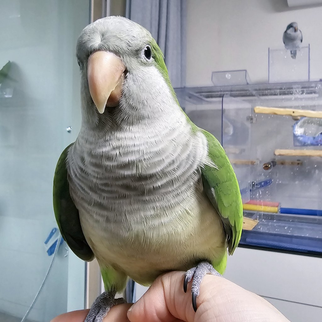 안녕하세요.

9월부터 해외 파견 근무로 인해 우리 뽀로로와 크롱이를 약 2년간 맡아서 돌봐 주실 수 있는 분을 찾고 있습니다.
위탁기간 중 매월 30만원 정도의 비용(협의 가능)을 드리고 병원비와 기타 소모품은 실비로 정산할 예정입니다.

관심이 있으신 분의 DM을 기다리고 있습니다.