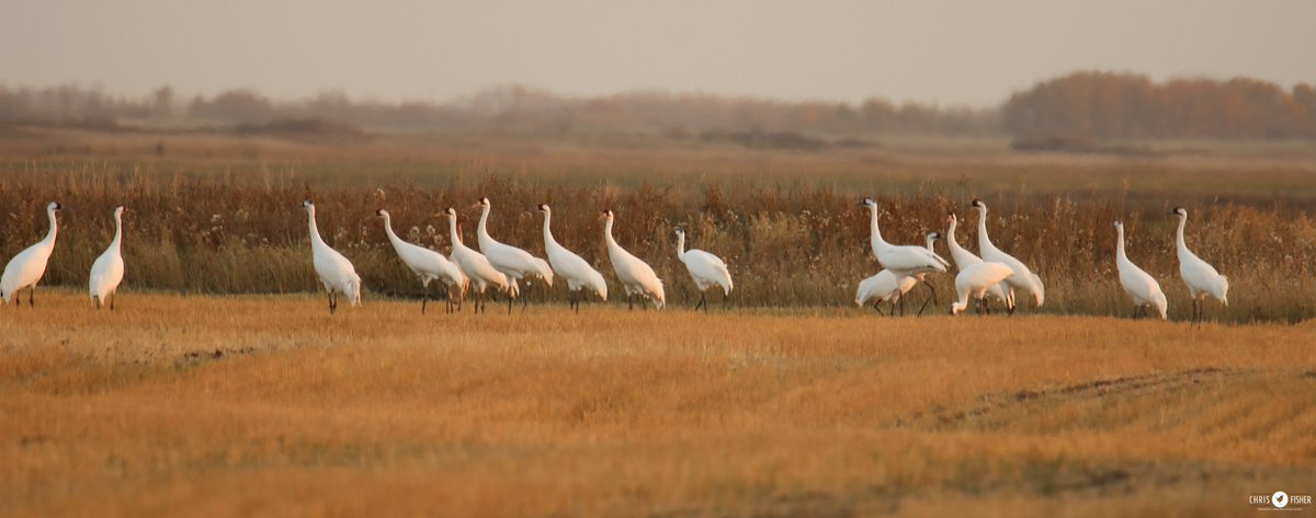 In the first 5 episodes of the 'Birds of Alberta' podcast it has been a pleasure to share the Alberta stories of birds - our personal and cultural connections to Whooping Cranes may be one of my early favourites! linktr.ee/birdsofalberta