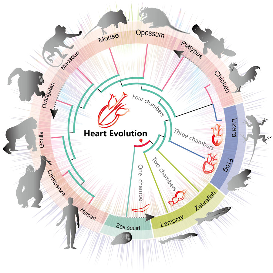 JEZB1904's tweet image. Anciently duplicated genes continuously recruited to heart expression in vertebrate evolution are associated with heart chamber increase
onlinelibrary.wiley.com/doi/10.1002/je…
