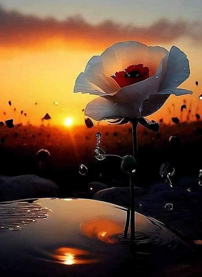 اسلام علیکم رحمت اللہ وبرکاتہ 💞🥀🌿
اللّٰہ پاک ہم سب کو اپنی حفظ و امان میں رکھے امین 🌿🥀
🥀صبح بخیر 🥀