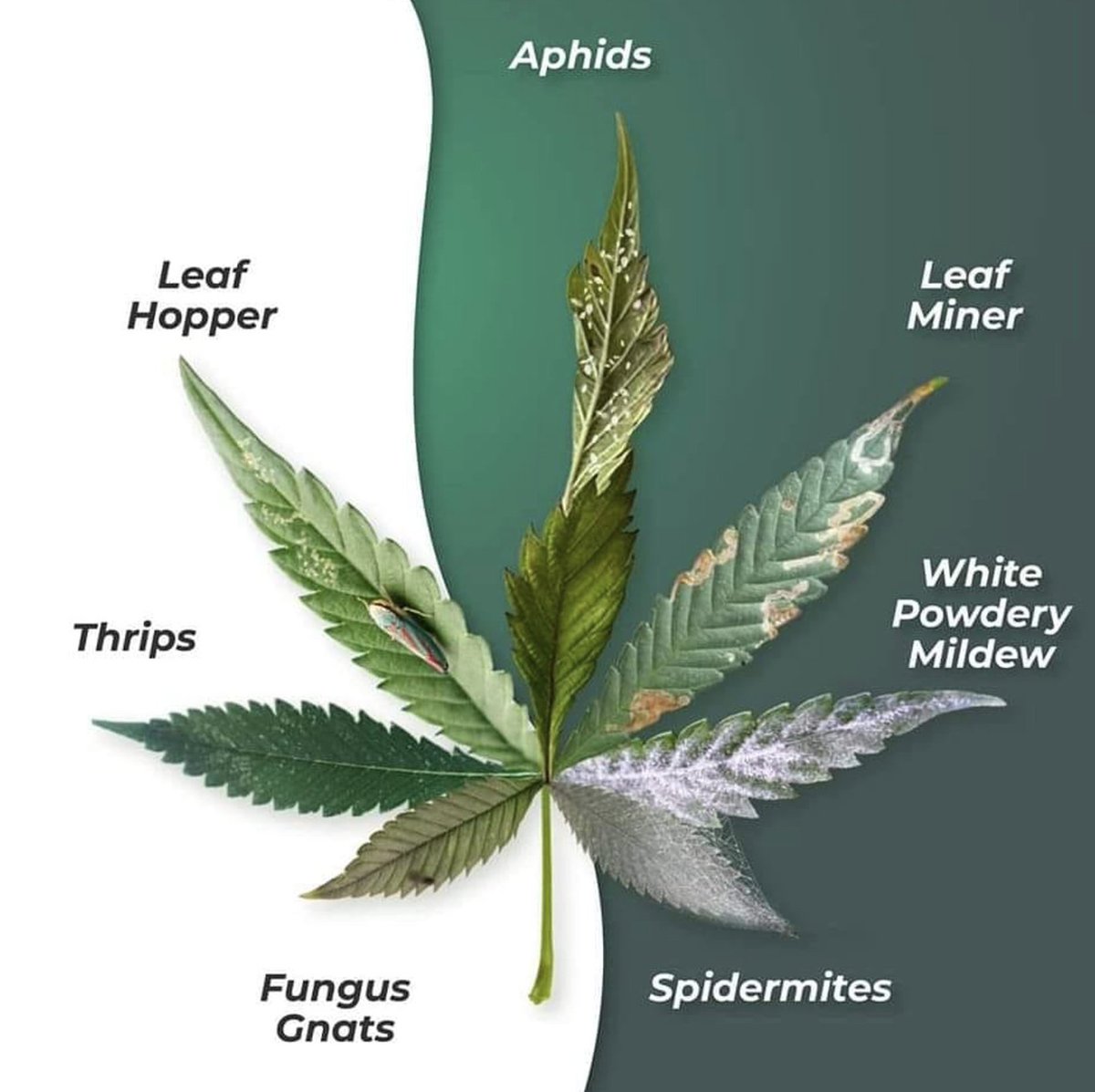 Common leaf issues