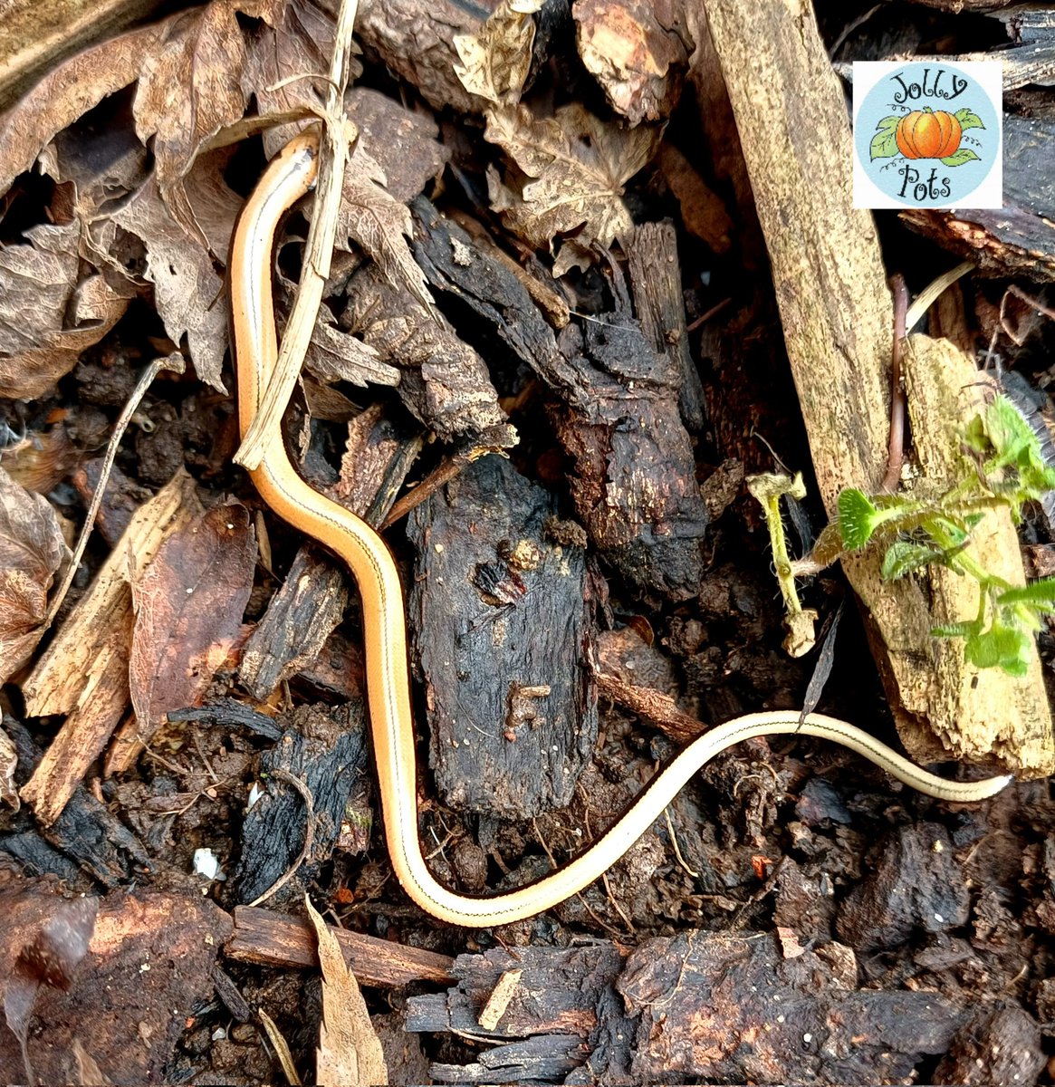 First one of the season! Juvenile female slow worm 🥰

#restoringthebalance #slowworm #nature #naturephotography #wildlifegarden #protectedspecies #wildlife #britshwildlife #spring