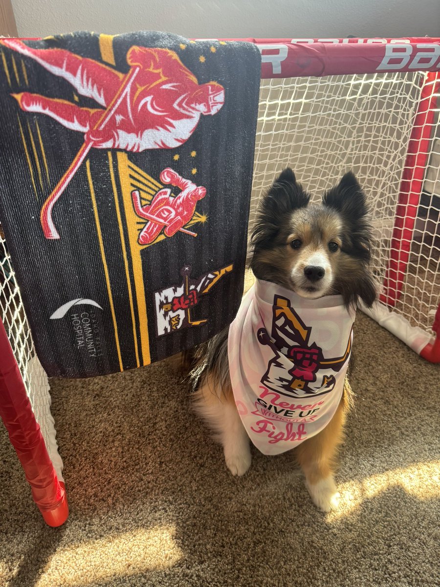 #PostAFavPic4VioletApr24 Day 1 #AprilFools This must be an April fools joke. There’s no way you’re going to a hockey game on a Monday. Say what? The @spudkings are playing tonight? I’m ready to support!! #pets #dogs #dogsoftwitter #dogsofx #dogmom #sheltie #cute #petlife #xdogs