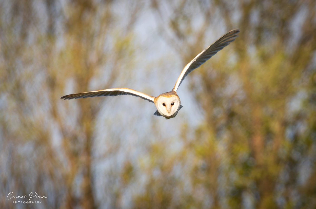 A few more Barn Owl shots from last Friday @teesbirds1 @nybirdnews @BarnOwlTrust