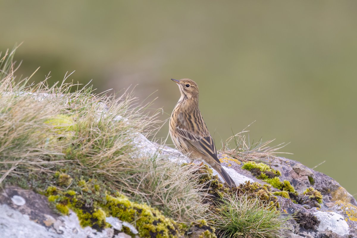 Meadow Pipit, RSPB South Stack @natures_voice #birdphotography #BirdsOfTwitter #birdwatching #BBCWildlifePOTD #NaturePhotography #wildlifephotography #wildlife #TwitterNatureCommunity #BirdTwitter #BirdsOfTwitter #ThePhotoHour #TwitterNaturePhotography #rspb #southstack #wales