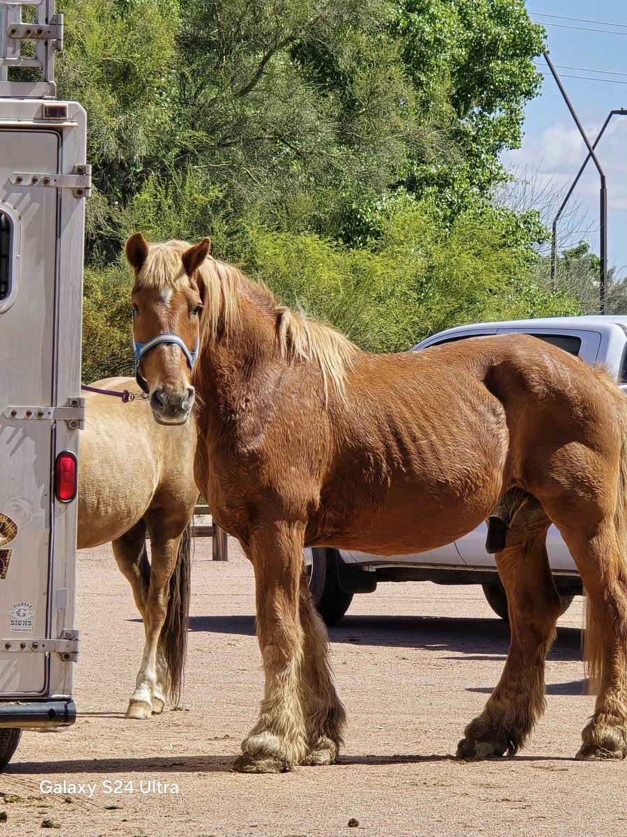 1X vs 10X 🐴 📸 Samsung Galaxy S24 Ultra 📍 Queen Creek, Arizona #ShotOnSnapdragon #WithGalaxy @Snapdragon @SamsungMobileUS