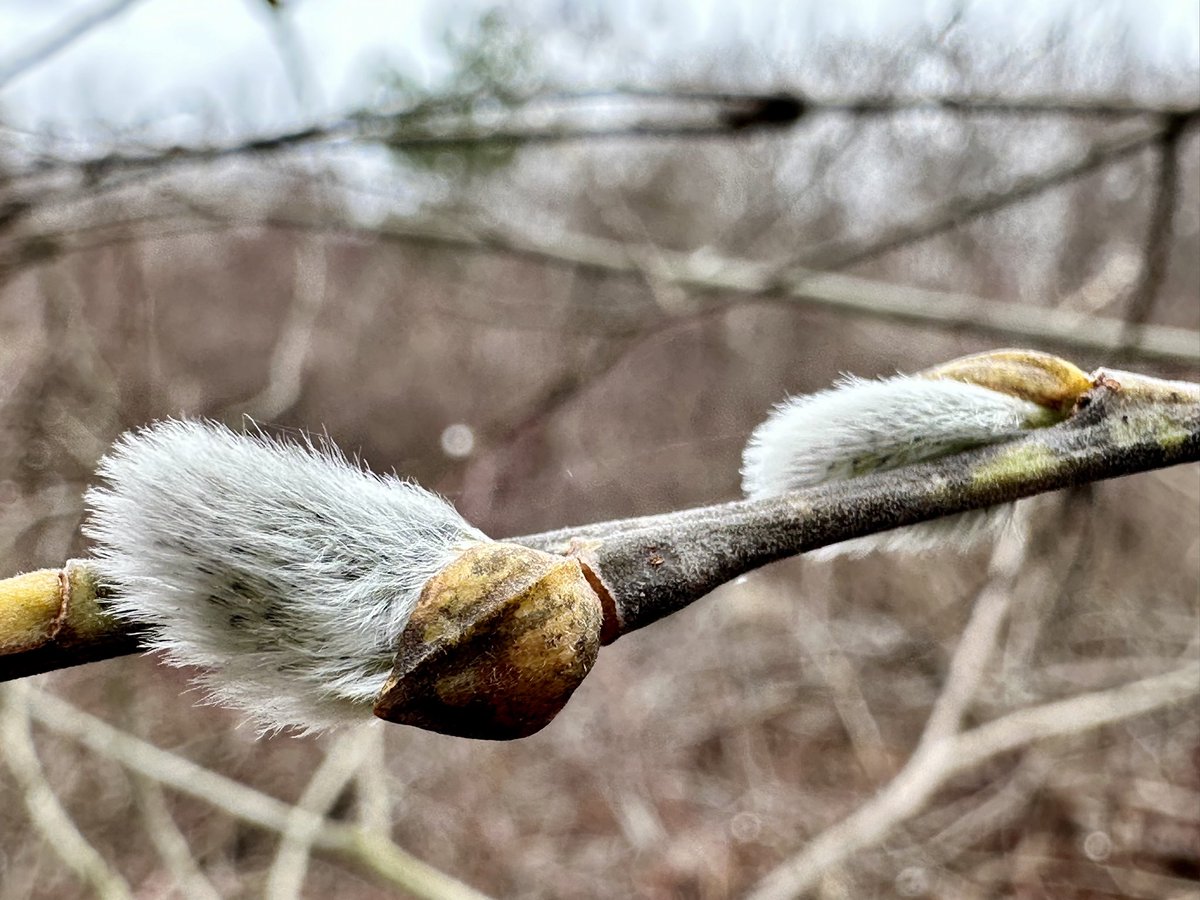 Mary Elaine Leach (@maryleachtweets) on Twitter photo Pussy willow at Mary Cummings Park. <a href="/thetrustees/">The Trustees</a> @ConCom_01803 <a href="/burlingtonbuzz/">Burlington Buzz</a> <a href="/BCATTVNEWS/">BNEWS</a> <a href="/bcattv/">BCAT</a> Pussy willow at Mary Cummings Park. <a href="/thetrustees/">The Trustees</a> @ConCom_01803 <a href="/burlingtonbuzz/">Burlington Buzz</a> <a href="/BCATTVNEWS/">BNEWS</a> <a href="/bcattv/">BCAT</a>