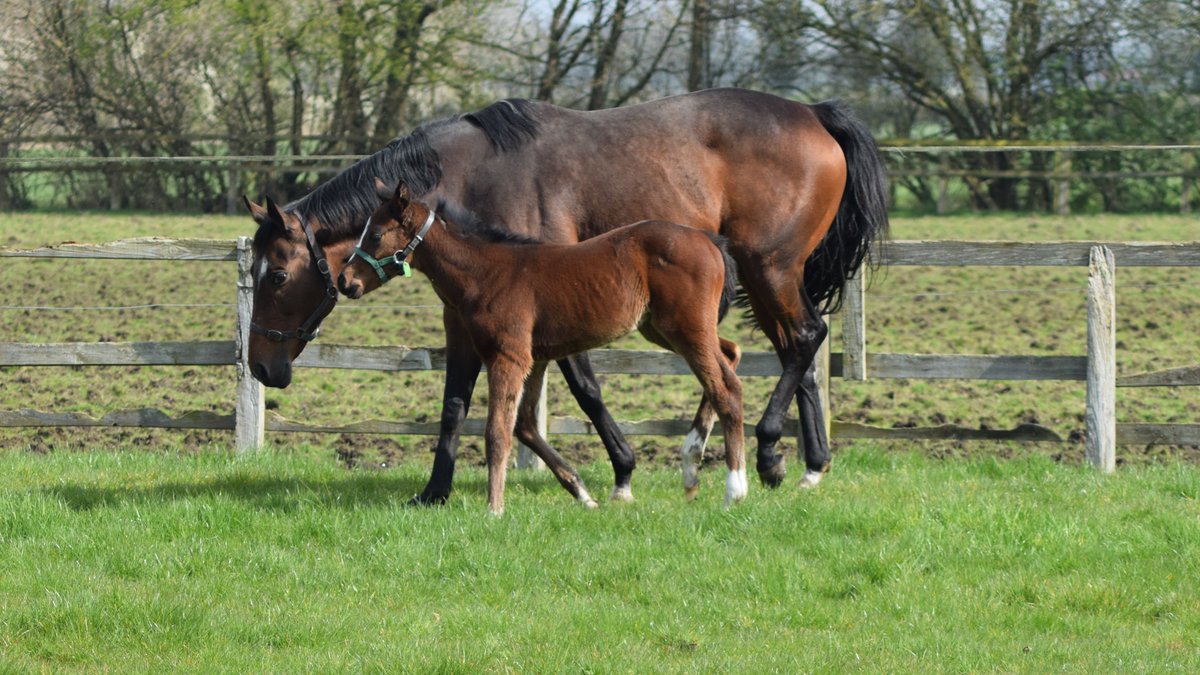 possum006's tweet photo. Day out for the foals and the mums

📷Vampish x Bangkok
📷Cover Name x Starman
📷Roys Dream x Well Farhh Go

#FoalFridays #ChapelStud #TallyHoStud #NortonGroveStud #RPFoallGallery https://t.co/w73rAaDRE5