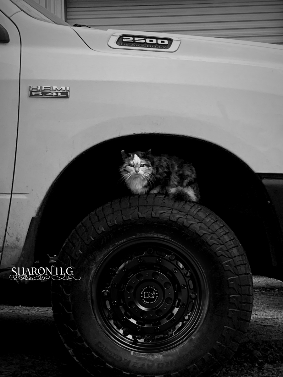 #cars #RAM #Dodge #carrepair #carphotos #coolcars #trucks #trucklovers #cats #lion #blackandwhitephotography #photooftheday #FotoDelDia #trocas #camionestas #carrosarreglados #gatos #leon #carpairnt #fotografiablancoynegro  #DallasTX #garlandtx #autoshop #paintandbody
#bumpers