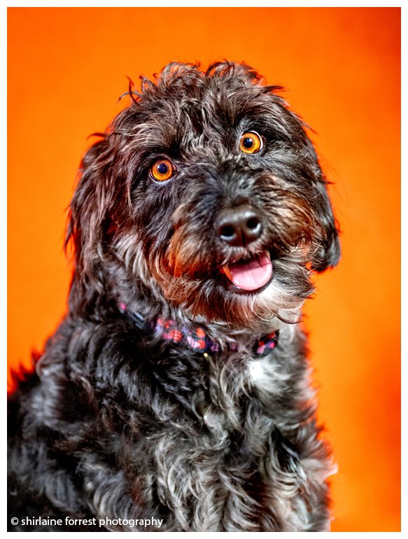 Two of my new buddies who joined myself and @manchdogs at Lost & Found #knutsford for portraits and pudding @NikonEurope @UKNikon #Manchester #dog #rescue #AdoptDontShop #petportraits #animalphotography #dogphotography #nikonz8 #nikoncreators #sausagedog