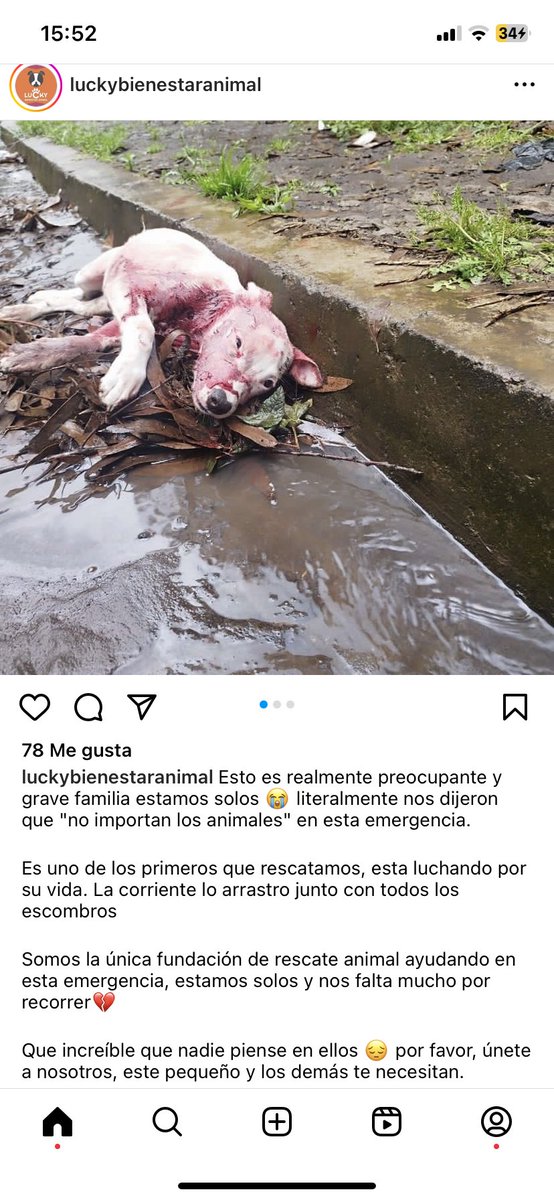 DefensoresAn's tweet photo. #Quito Por favor ayudemos ya consiguieron al primer perro herido 😞 Lucky está solo en el lugar, cualquier ayuda es importante 0987169199 https://t.co/x0MrsGW78m