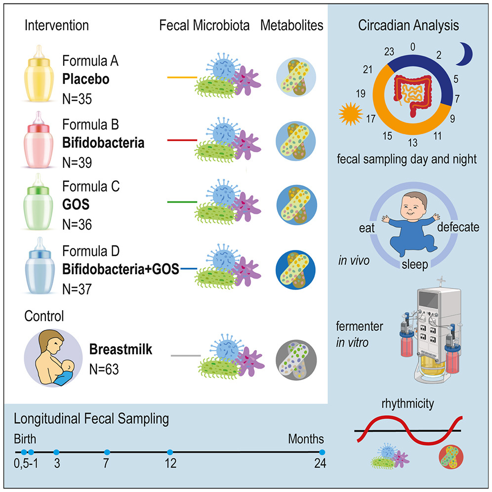 Infant gut microbes have their own circadian rhythm. Read more in @cellhostmicrobe: cell.com/cell-host-micr… @TU_Muenchen Dirk Haller