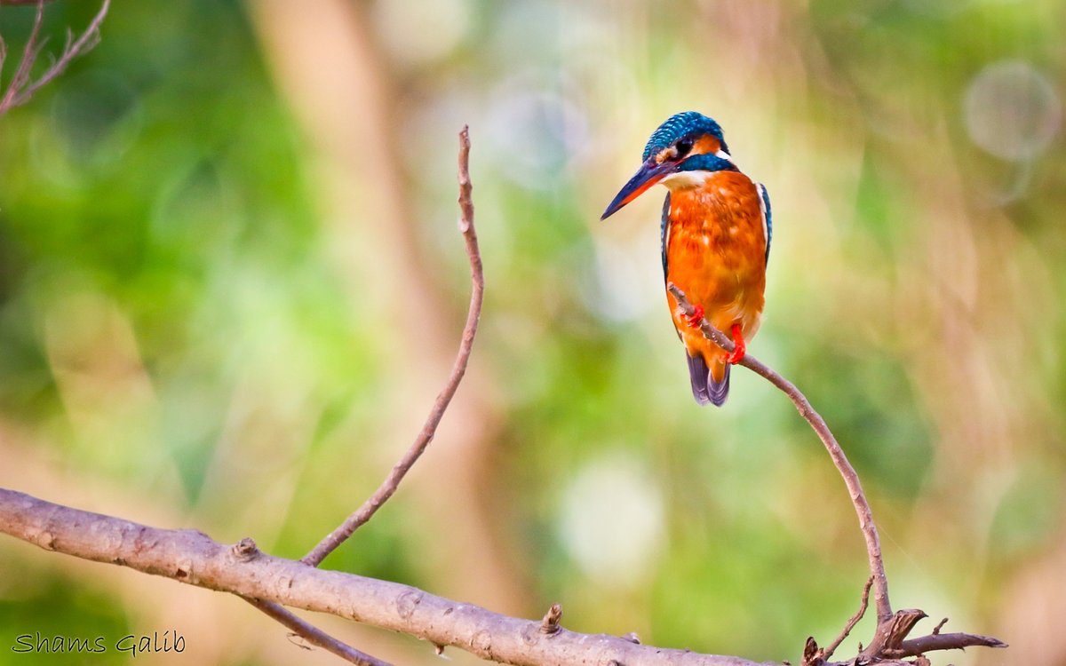 ShamsGalib's tweet photo. The common / small blue kingfisher (Alcedo atthis). #BirdsSeenIn2024 #Bangladesh #nature #birds #birdphotography #birdwatching #ilovebird #TwitterNatureCommunity #NaturePhotography #Wildlife https://t.co/G0y9fESKUL