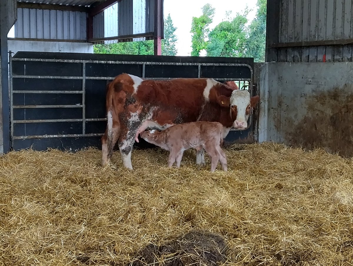 This simmental 2nd Calver wraps up the calving season now all we need is the rain to stop for a bit😬
