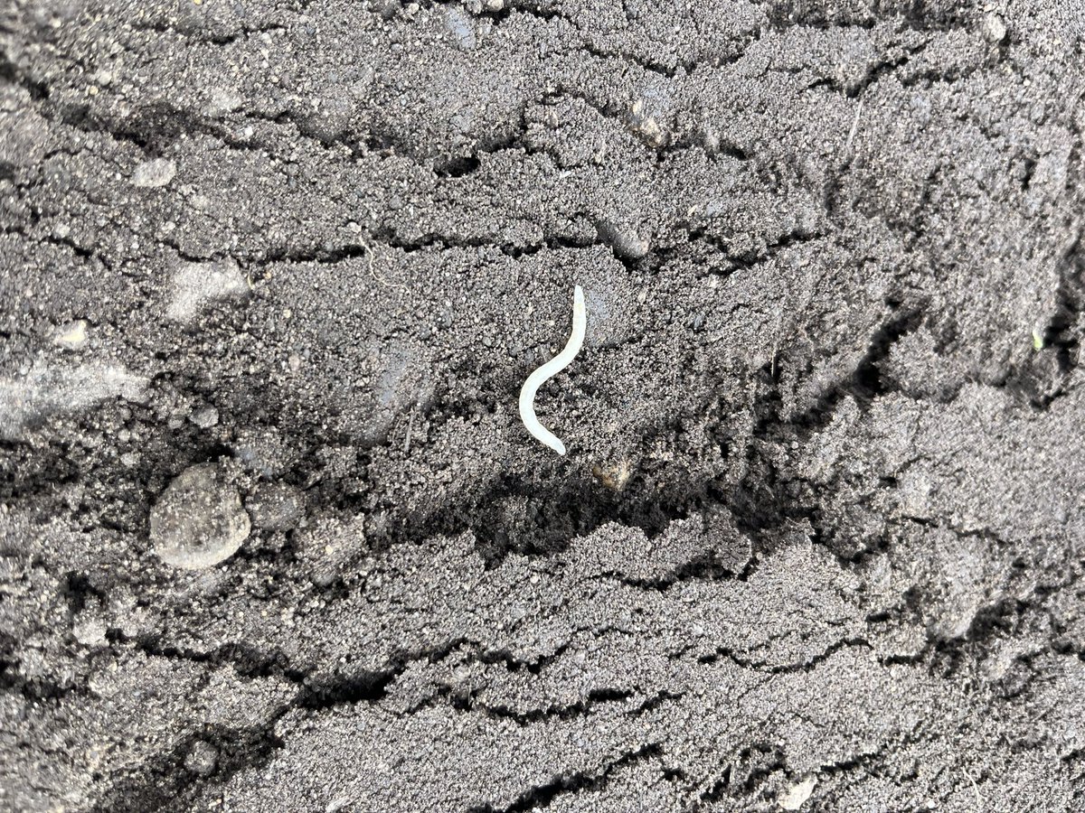New one for me - stiletto fly larvae - I was panicking about a huge infestation of funny coloured wireworm in a potato field. Panic over (hopefully). Every days a school day! 🎓🥔