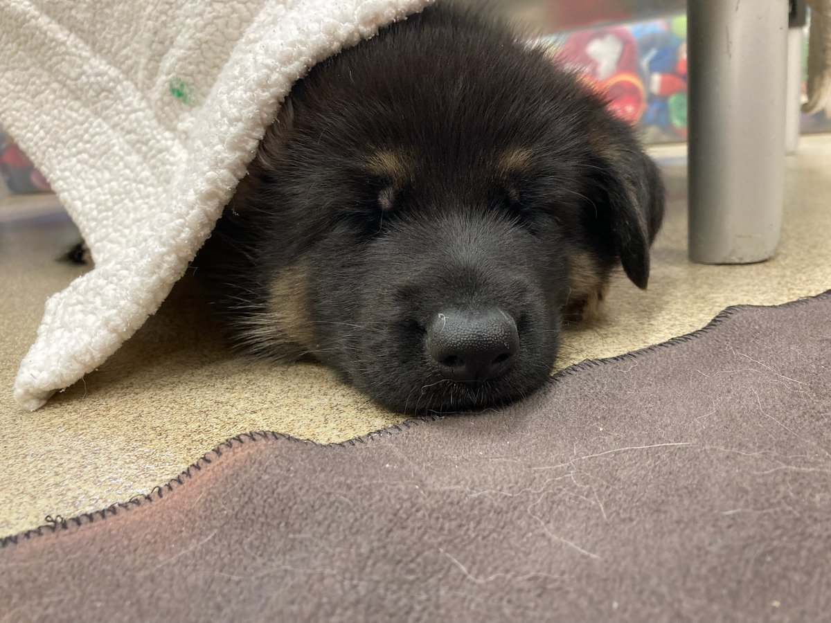 #MondayMood VD: 5.5-week-old pup sleeping with a blanket on top of head.