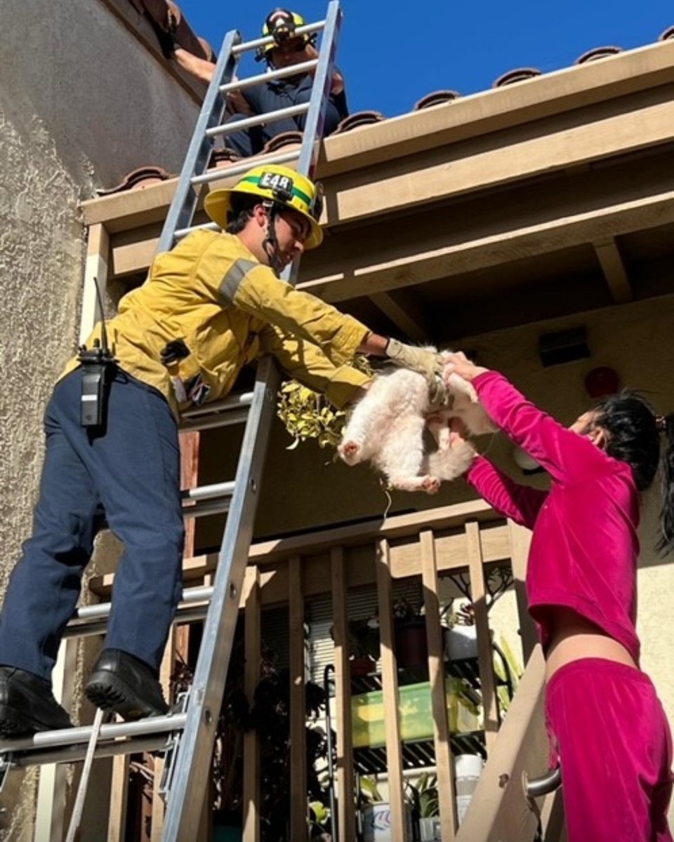 Our firefighters respond to a wide range of calls for service – including those for feline friends caught in scary situations. We are happy to report a pawsitive outcome for all those involved. 🐾