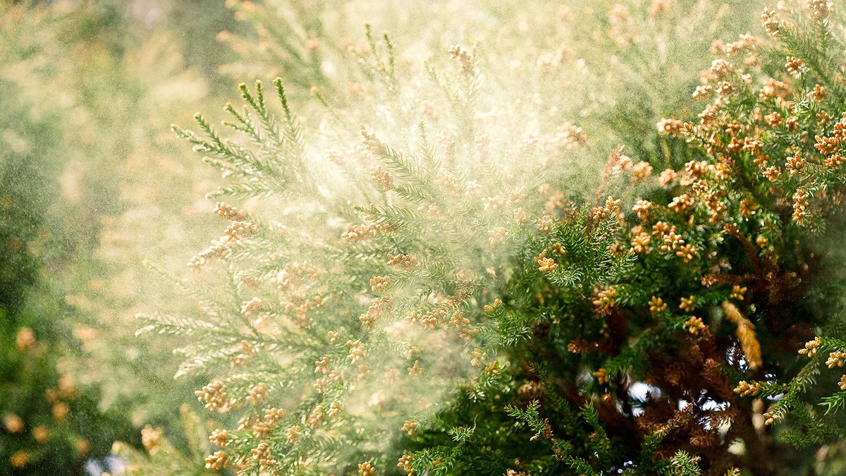 It's every allergy-sufferer's least favorite time of year—pollen season. 🤧 As a layer of yellow covers almost everything around us, you might be wondering what contributes to pollen production and how it impacts our environment. Find out from our expert: ncst.at/4Ikr50R6SVL