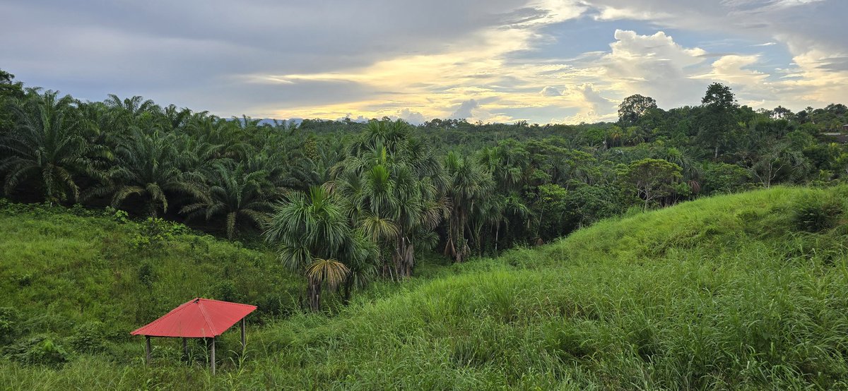 PonteMosca tweet media