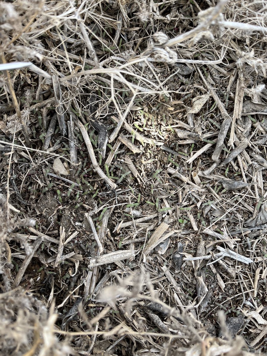kochiaslayer's tweet photo. Some years in South east Alberta the early seeders don’t require a preburn due to lack of weed germination. 2024 isn’t going to be one of them. https://t.co/f7fkXAl7LC