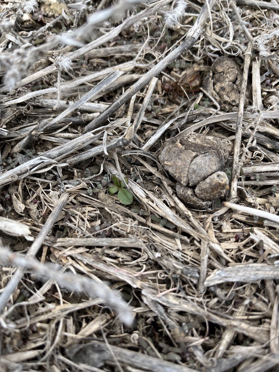 kochiaslayer's tweet photo. Some years in South east Alberta the early seeders don’t require a preburn due to lack of weed germination. 2024 isn’t going to be one of them. https://t.co/f7fkXAl7LC