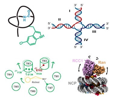 BiochemistryACS's tweet photo. New issue! 📣
Read up on telomeres, cone pigments, cryo-EM, lasso peptides, targeted aptamers and chimeric antigens, retaining glycosyltransferases, and more!
https://t.co/ocTQW6coWu
#darpin
#glycotime
#covid
#biosynthesis
#bioinformatics https://t.co/pS3Ua38Ne5