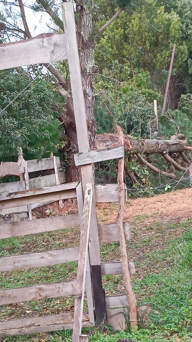 mabel_laferte's tweet photo. @saesa hicimos un reporte de corte de luz por caída de árbol en los cables a las 12 del día y hasta el momento nadie se ha acercado, no nos han llamado ni tampoco contactado de ninguna forma. No tenemos luz en todo el sector Yako Alto de Estero chiguay, Calbuco . Ayuda ‼️ https://t.co/RsOR4fX3qV