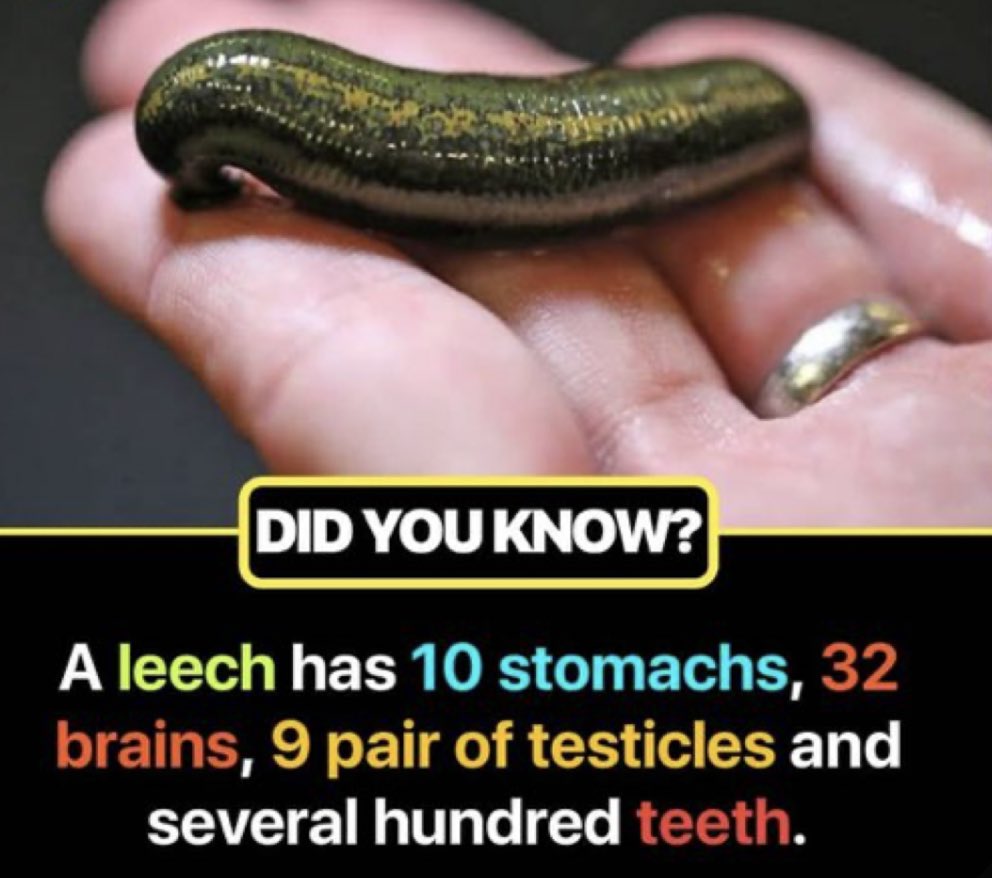 India Science TV Channel - #DidYouKnow❓ A #leech has 10 #stomachs, 32  #brains, nine pairs of #testicles and several hundred #teeth. Download  #IndiaScience App from Google Play and iOS App Store👇