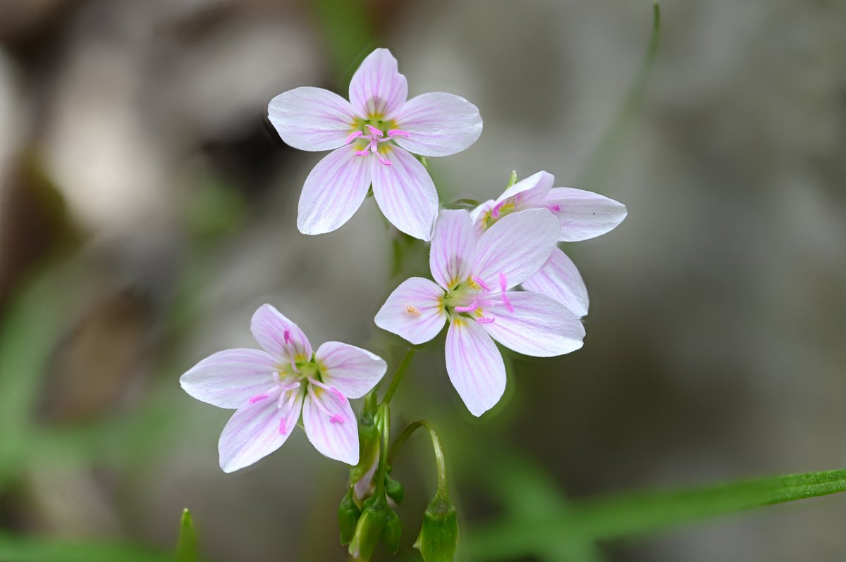 dcfeng's tweet image. Wild flowers