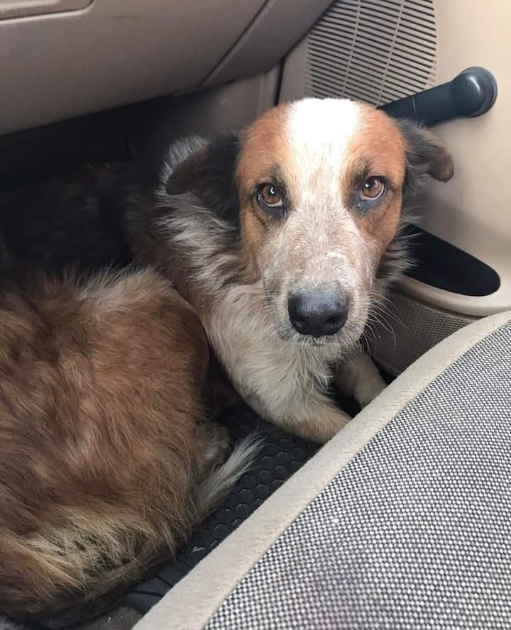 JorgeJaime_1's tweet photo. Otra historia de muchas que tengo lo encontre con su patita lastima en ese momento tria la camioneta de mi papá lo subí me lo traje sabe sus heridas y a Cabo de 3 semanas aparecieron sus dueños me apoyas para seguir adelante ayudando a más perritos en mi perfil están mis datos 🙏 https://t.co/eRn8xfKOys
