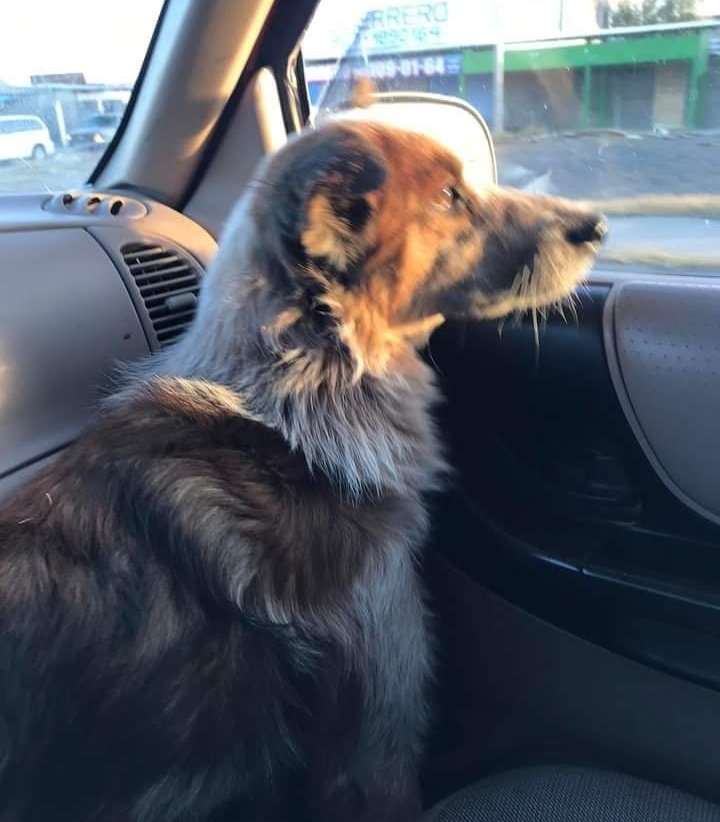 JorgeJaime_1's tweet photo. Otra historia de muchas que tengo lo encontre con su patita lastima en ese momento tria la camioneta de mi papá lo subí me lo traje sabe sus heridas y a Cabo de 3 semanas aparecieron sus dueños me apoyas para seguir adelante ayudando a más perritos en mi perfil están mis datos 🙏 https://t.co/eRn8xfKOys
