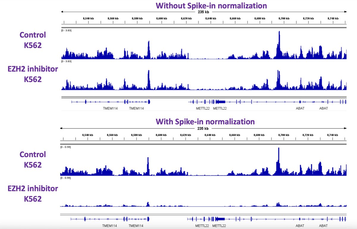 activemotif's tweet photo. 🆕Spike-In Controls for ATAC-Seq, CUT&amp;RUN, CUT&amp;Tag, and CUT&amp;TAG R-loop!

Are variations across your data obscuring true differences between samples? 🤔 
Now your datasets can be normalized to reveal true biological differences! 👏

➡️https://t.co/krRJbigJ0J https://t.co/eL4TP54Lny