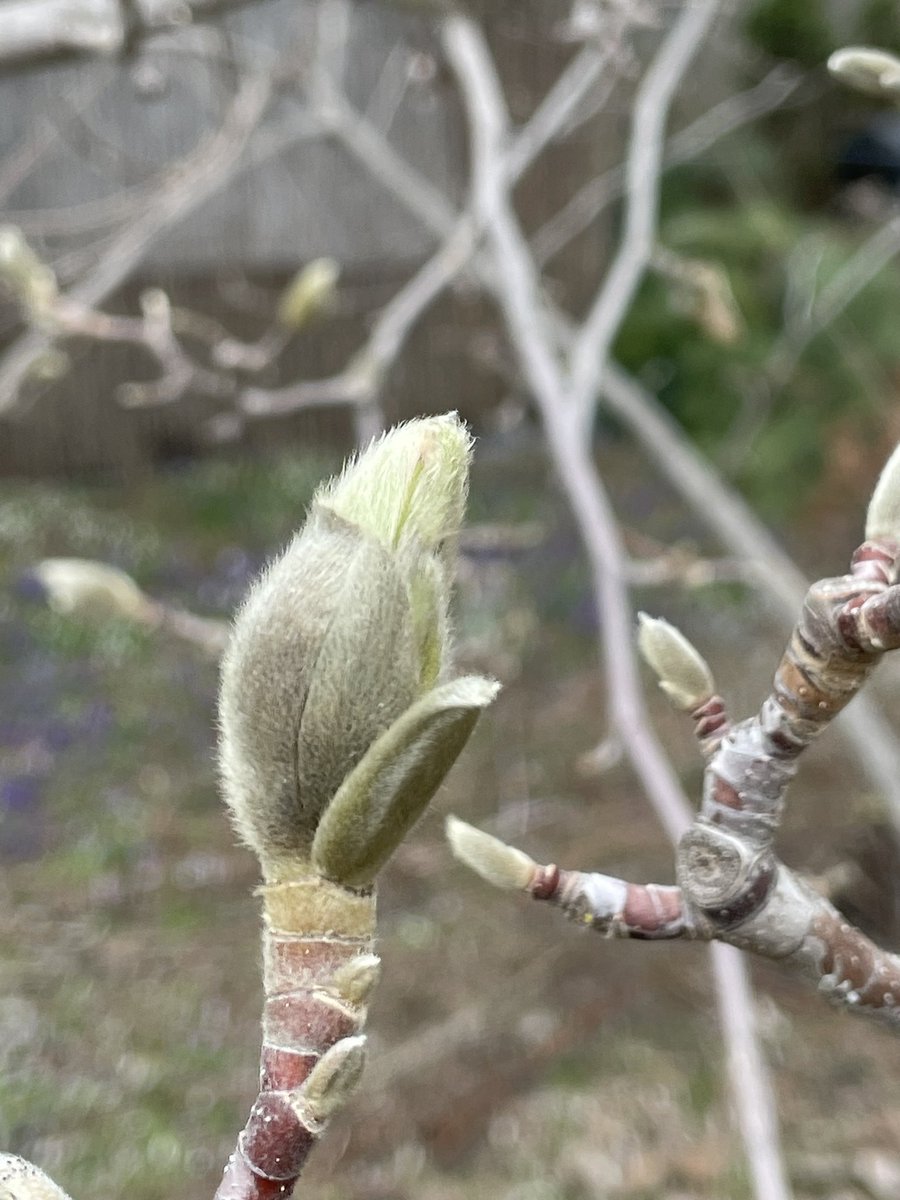 Yellow magnolia about to greet the world @SalmonArm I love spring in the Shuswap ❤️