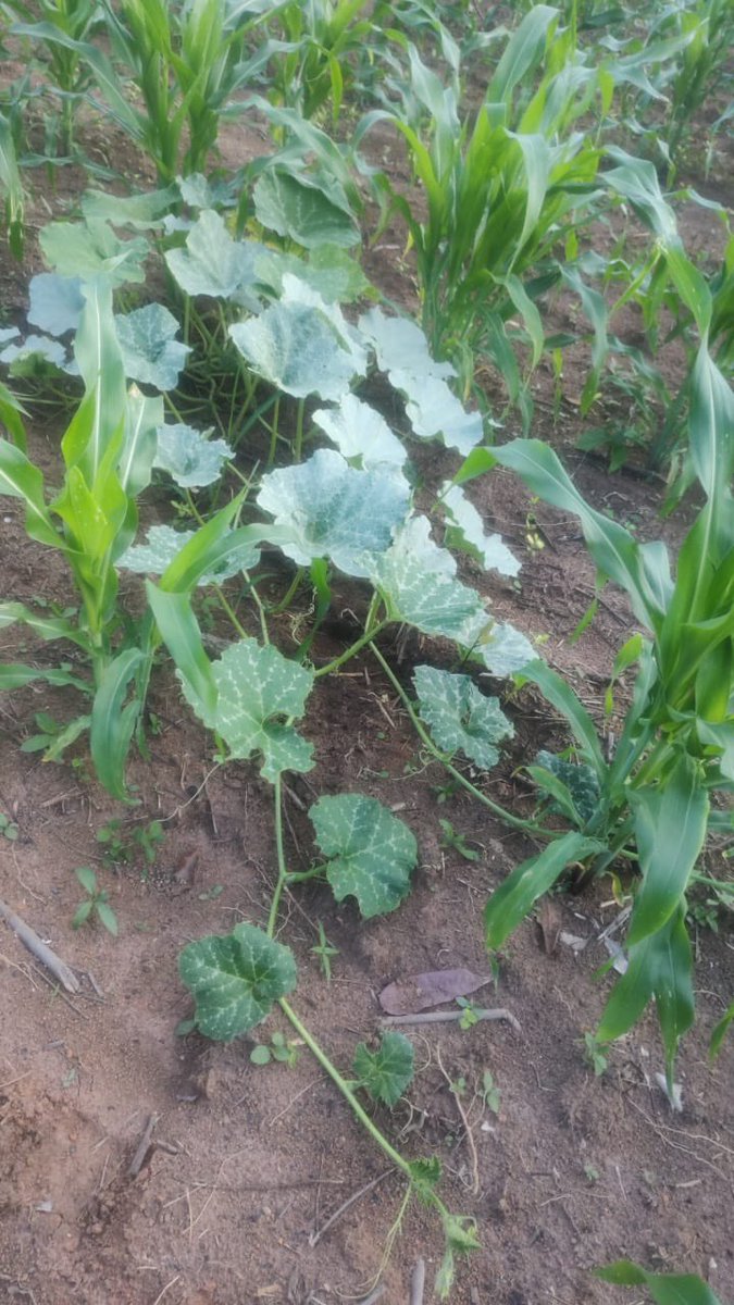 🫘👩🏾‍🌾Do Maranhão 
A companheira Ricardina
Vem nos mostrar seu roçado 
Milho e abóbora, tudo misturado
Com as sementes crioulas, Sementes da Resistência 
Agroecologia e conhecimento tradicional associado
Lutando contra todas as formas de violência e opressão.🌽
#QuintaisProdutivos