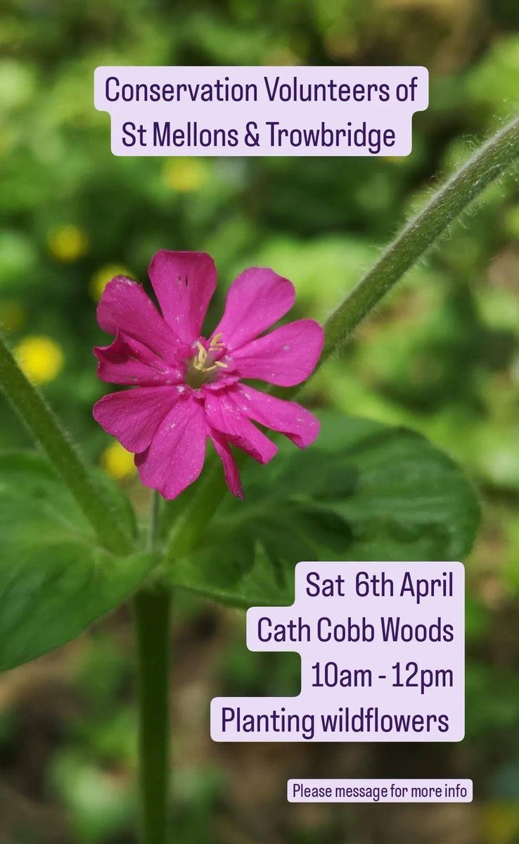 St Mellons & Trowbridge Conservation Volunteer session this Saturday 6th April at Cath Cobb Woods. We'll be planting wildflowers in our woodland glade area and pond. Meeting in Tesco car park at 10am (w3w.co/glory.nearly.g…). Please message/comment to confirm your attendance